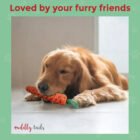 Carrot Rope Toy 04